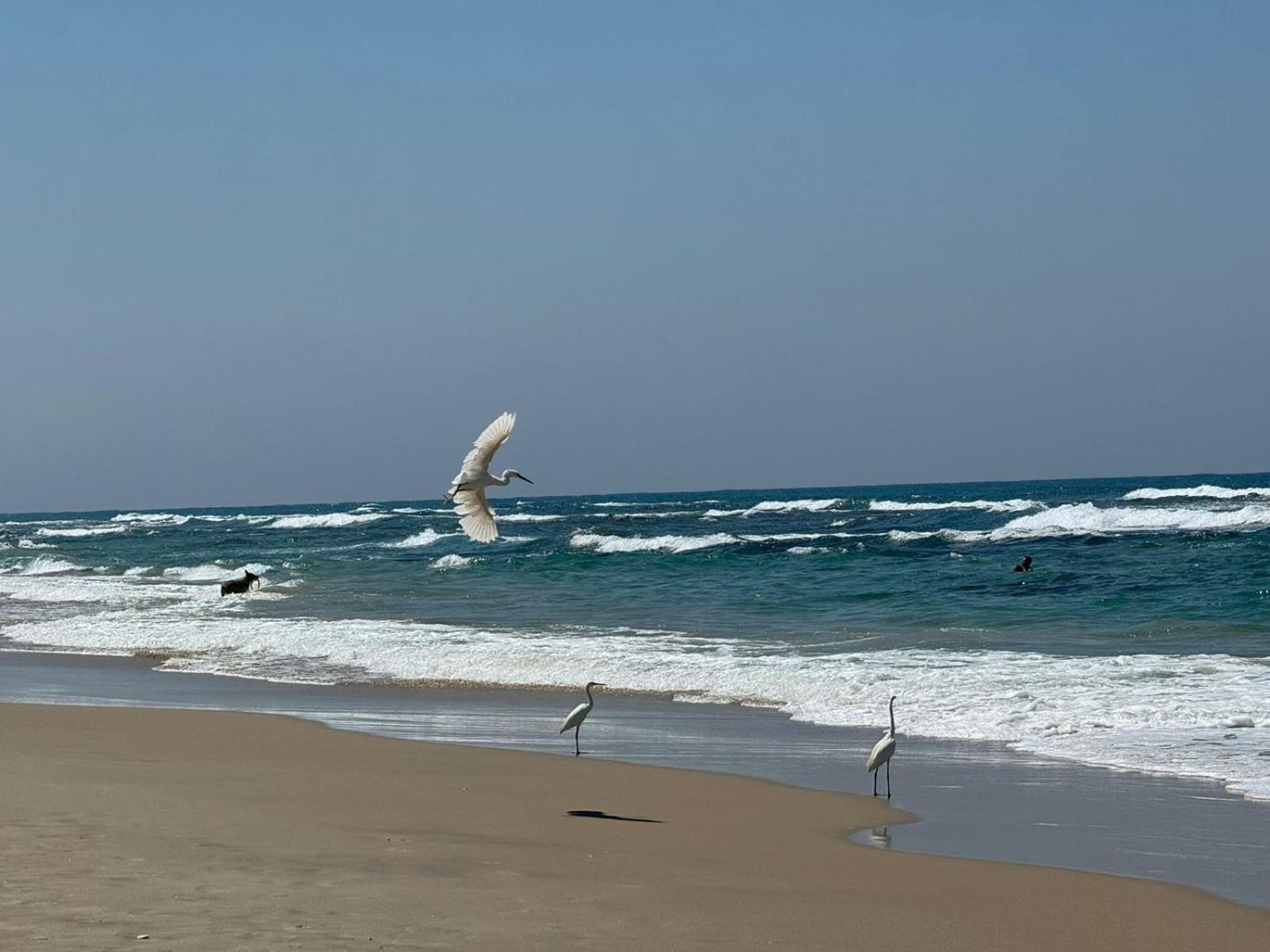 Go To Apartments In Leonardo Bat Yam Extérieur photo